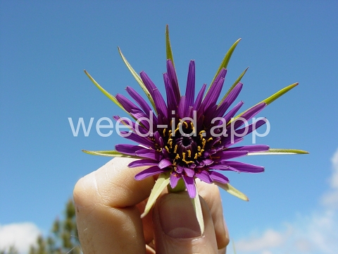 salsify, common